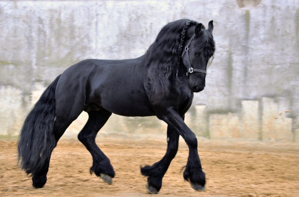 Siyah At