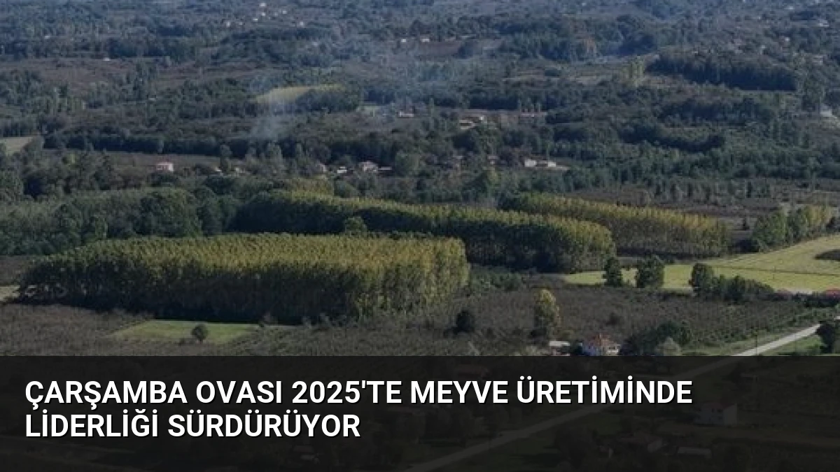 Çarşamba Ovası 2025’te Meyve Üretiminde Liderliği Sürdürüyor