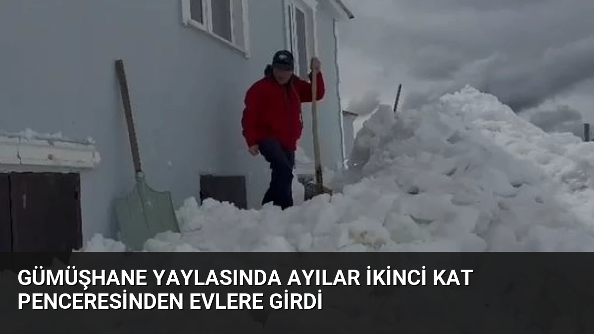 Gümüşhane Yaylasında Ayılar İkinci Kat Penceresinden Evlere Girdi
