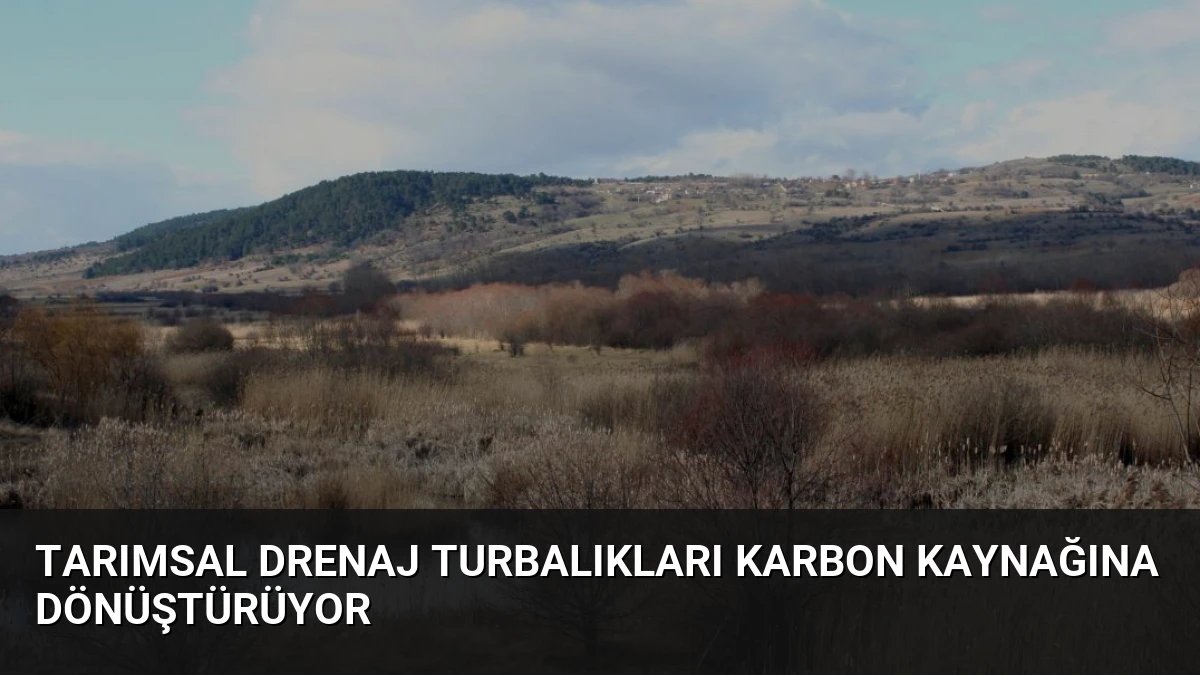 Tarımsal Drenaj Turbalıkları Karbon Kaynağına Dönüştürüyor