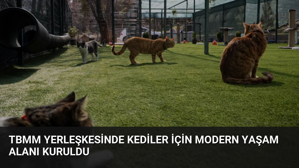 TBMM Yerleşkesinde Kediler İçin Modern Yaşam Alanı Kuruldu