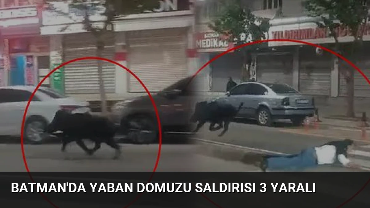 Batman’da Yaban Domuzu Saldırısı 3 Yaralı