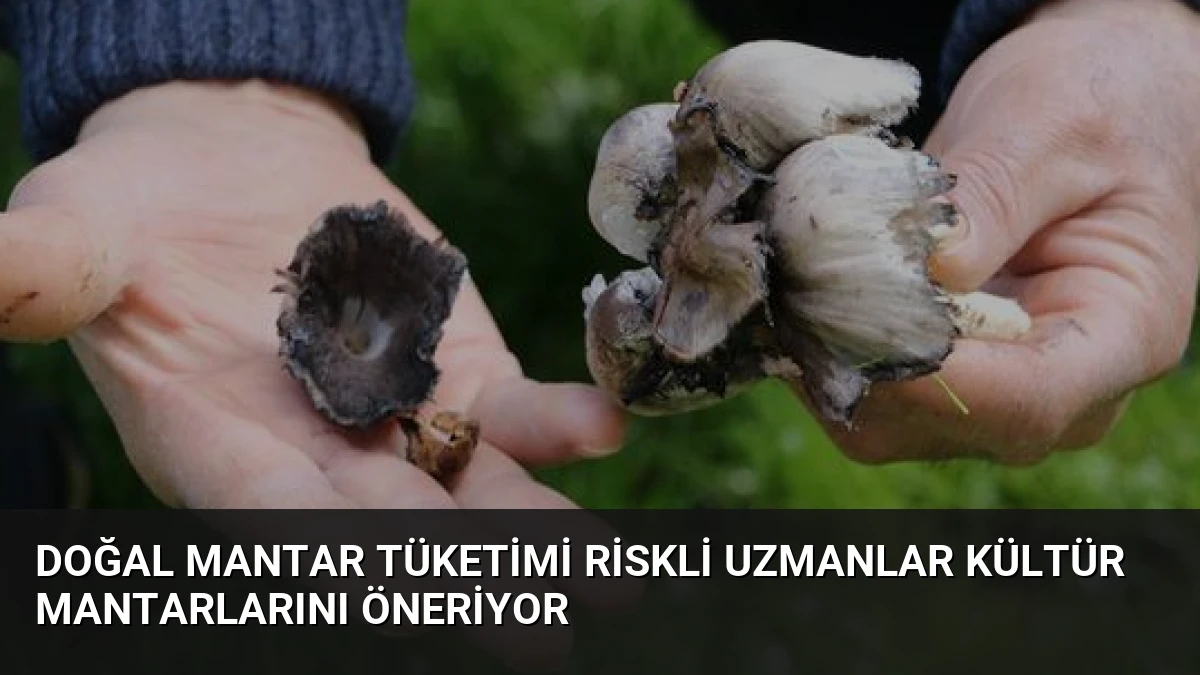 Doğal Mantar Tüketimi Riskli Uzmanlar Kültür Mantarlarını Öneriyor