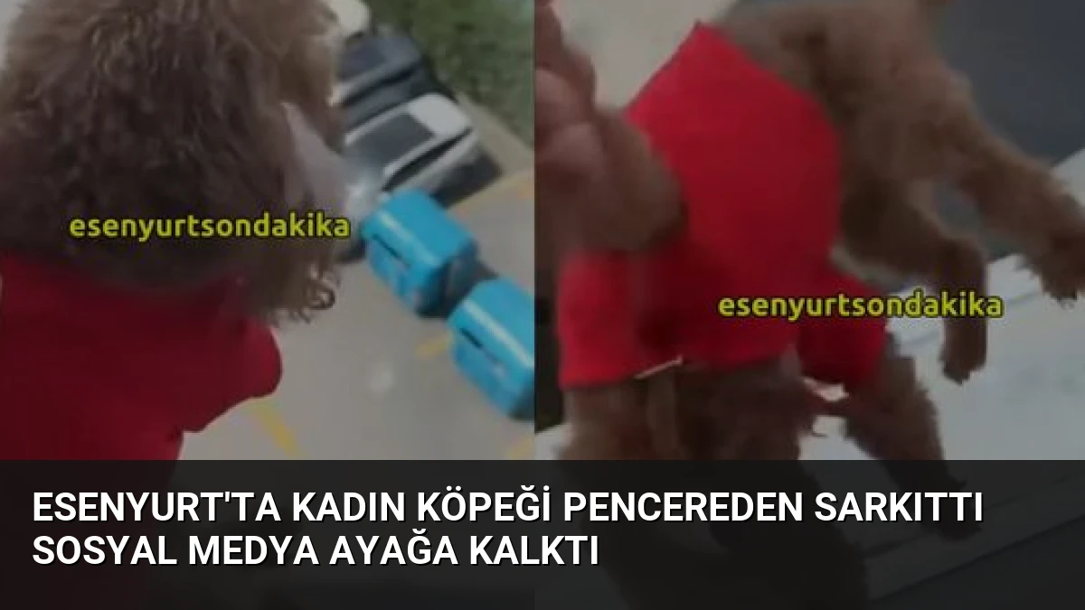 Esenyurt’ta Kadın Köpeği Pencereden Sarkıttı Sosyal Medya Ayağa Kalktı