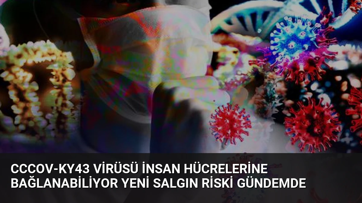 CcCoV-KY43 Virüsü İnsan Hücrelerine Bağlanabiliyor Yeni Salgın Riski Gündemde